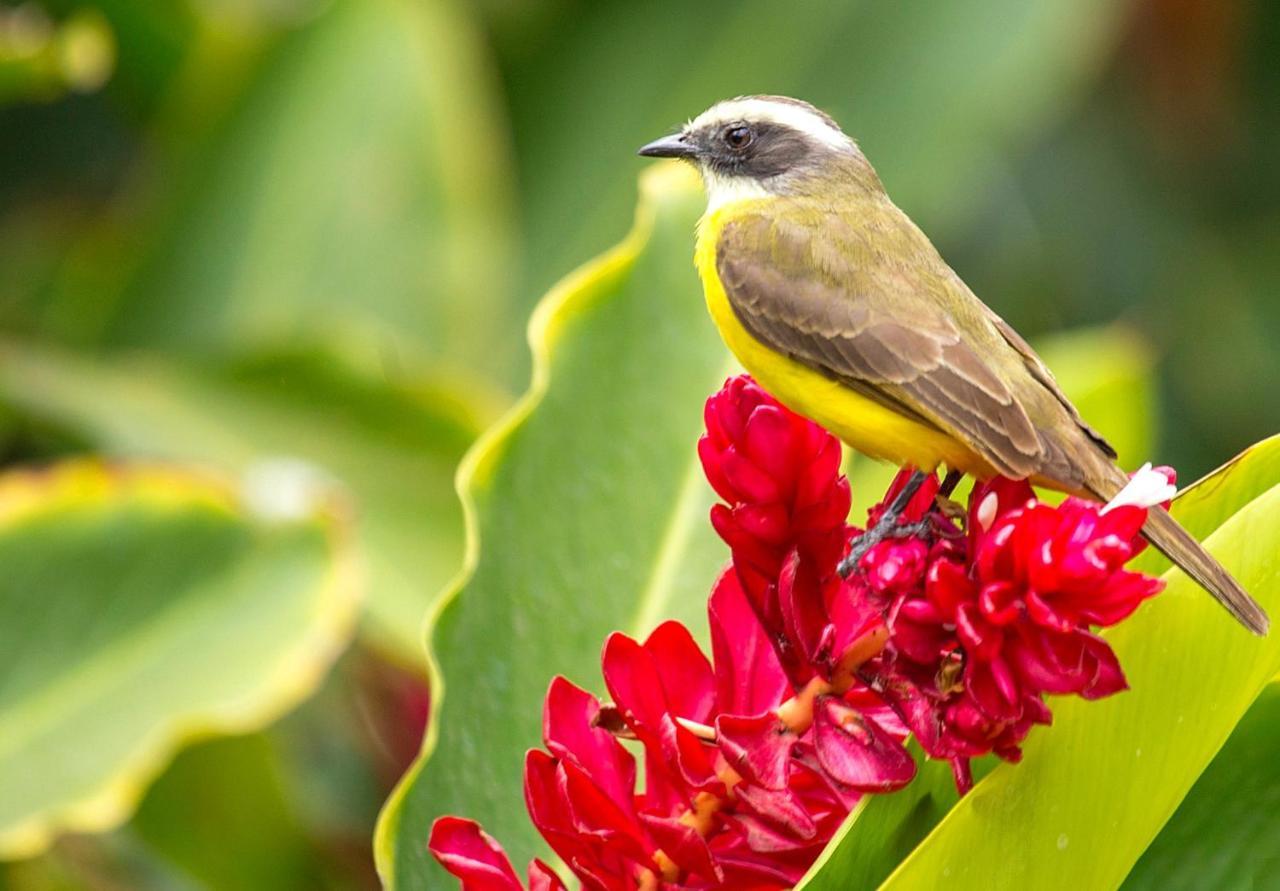 Morada Bemtevi Guest House São José dos Campos 外观 照片